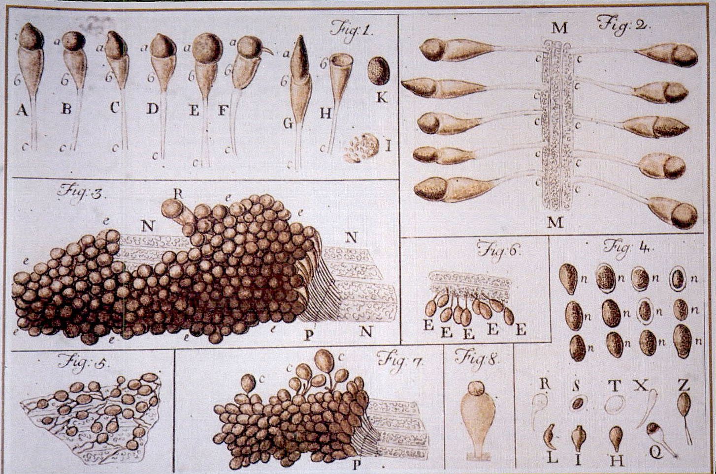 Tavola delle "Osservazioni sopra la ruggine del grano" (1767) di Felice Fontana. ©Barsanti G., Chelazzi G., Il Museo di Storia Naturale dell'Università degli Studi di Firenze, vol. 1 Le collezioni della Specola: zoologia e cere anatomiche, Firenze University Press, 2009.