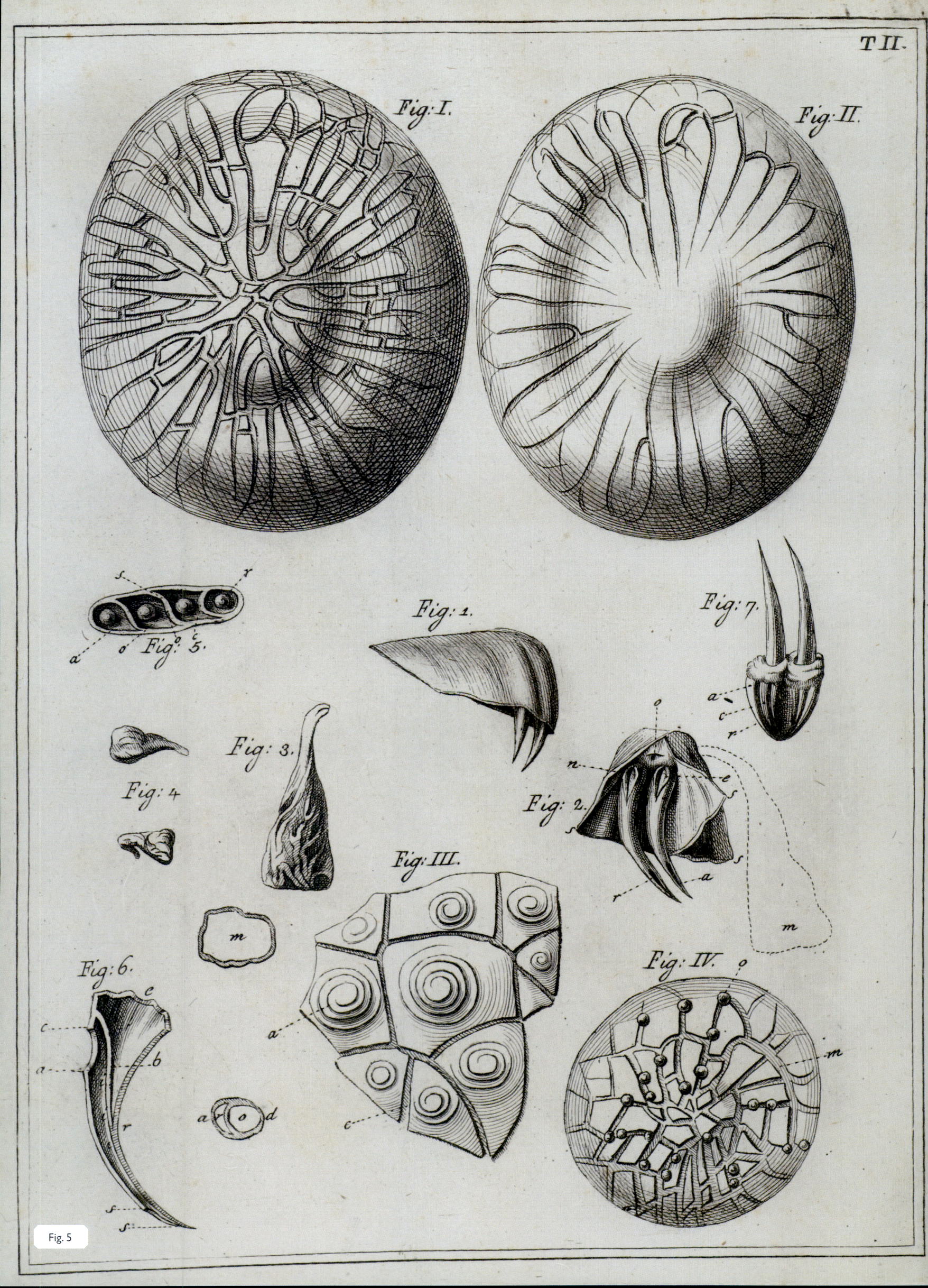 Tavole tratte da "Ricerche fisiche sopra il veleno della vipera" (1767) di Felice Fontana. ©Barsanti G., Chelazzi G., Il Museo di Storia Naturale dell'Università degli Studi di Firenze, vol. 1 Le collezioni della Specola: zoologia e cere anatomiche, Firenze University Press, 2009.